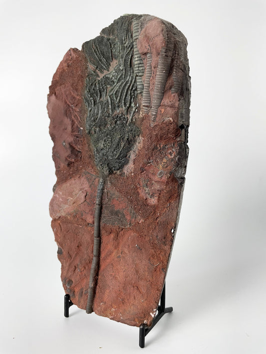 A 7.75-inch tall crinoid fossil resting on a white background.