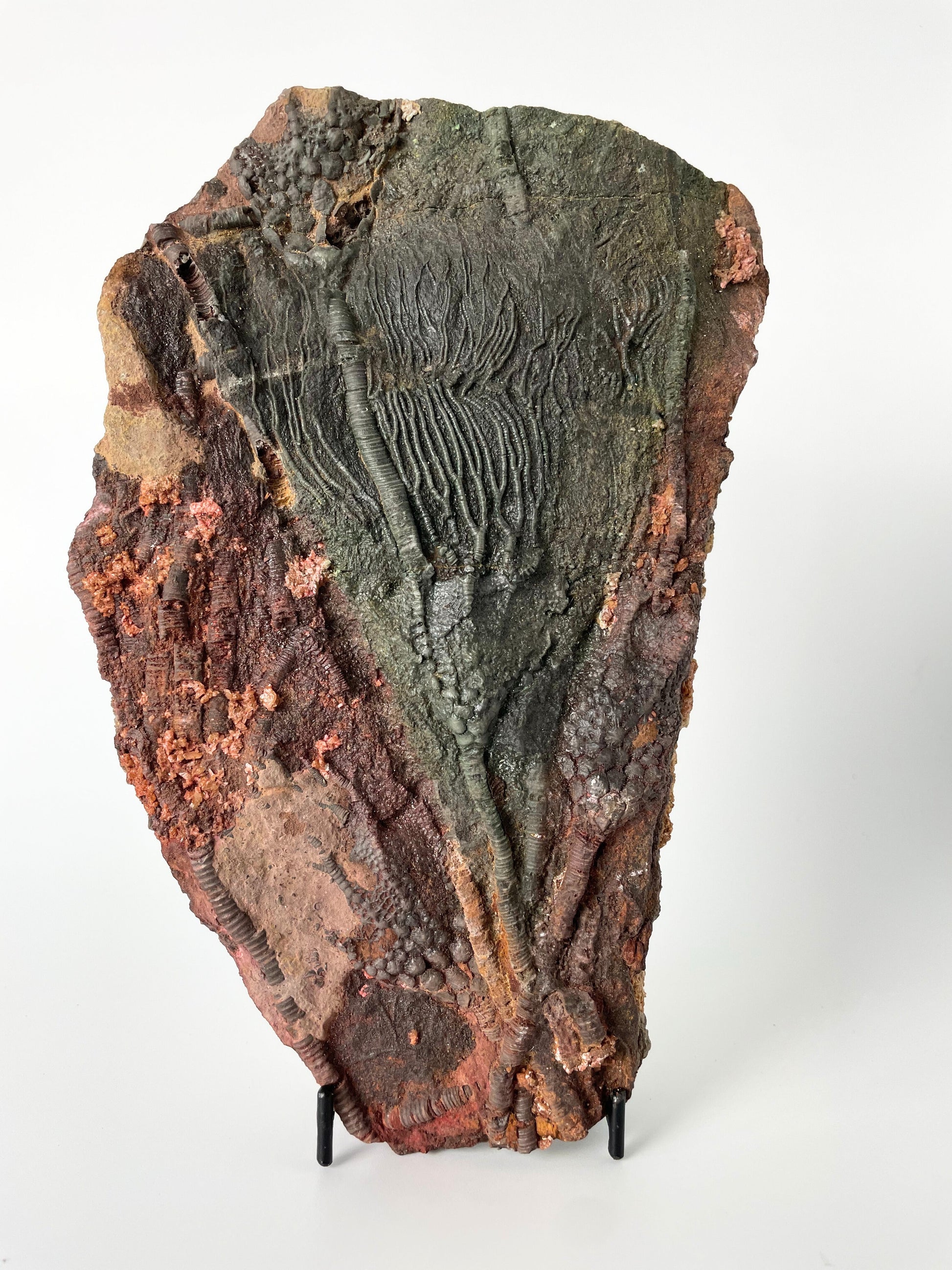 A 8.85-inch tall crinoid fossil resting on a white background.