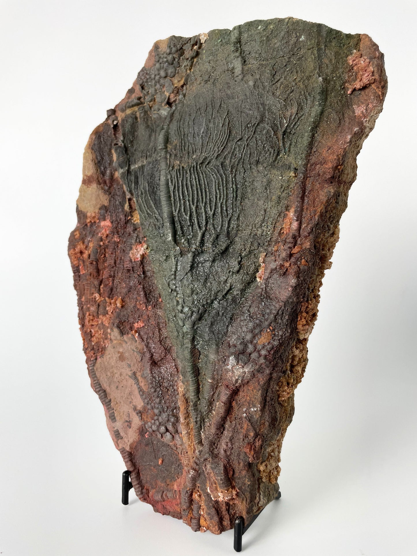 A 8.85-inch tall crinoid fossil resting on a white background.