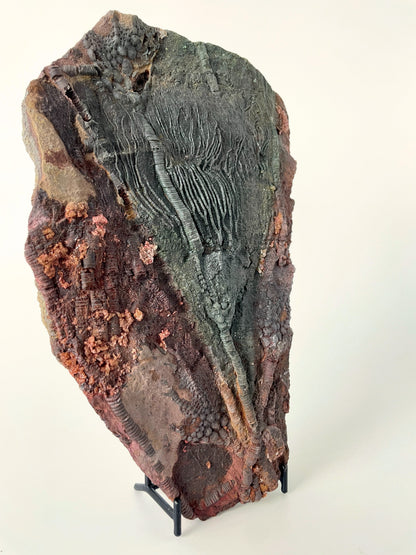 A 8.85-inch tall crinoid fossil resting on a white background.