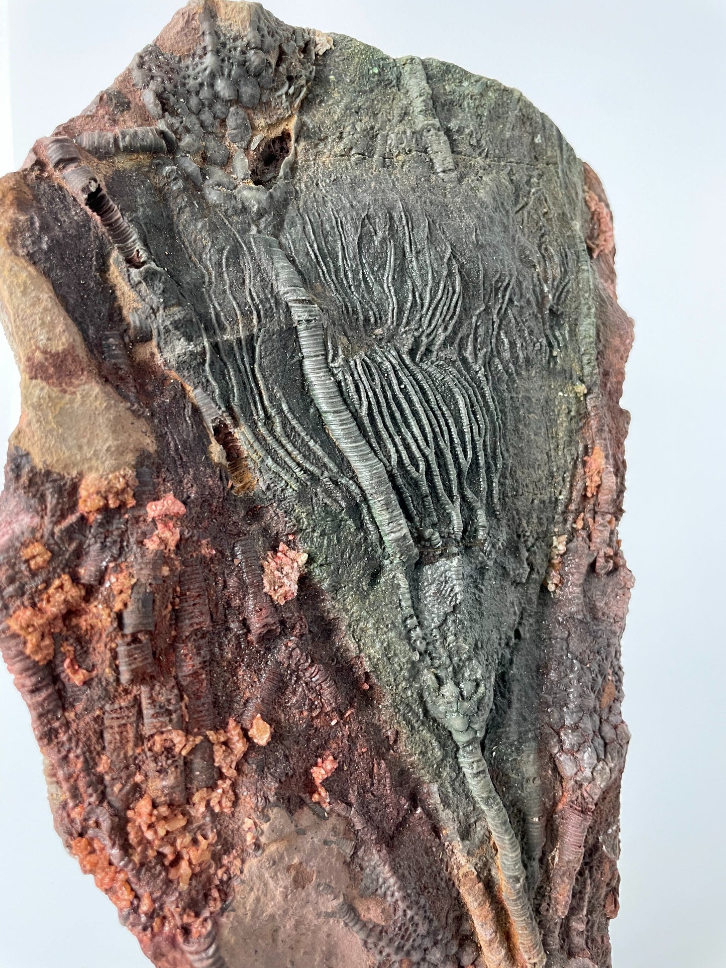 Crinoid Fossil | 8.85 inches