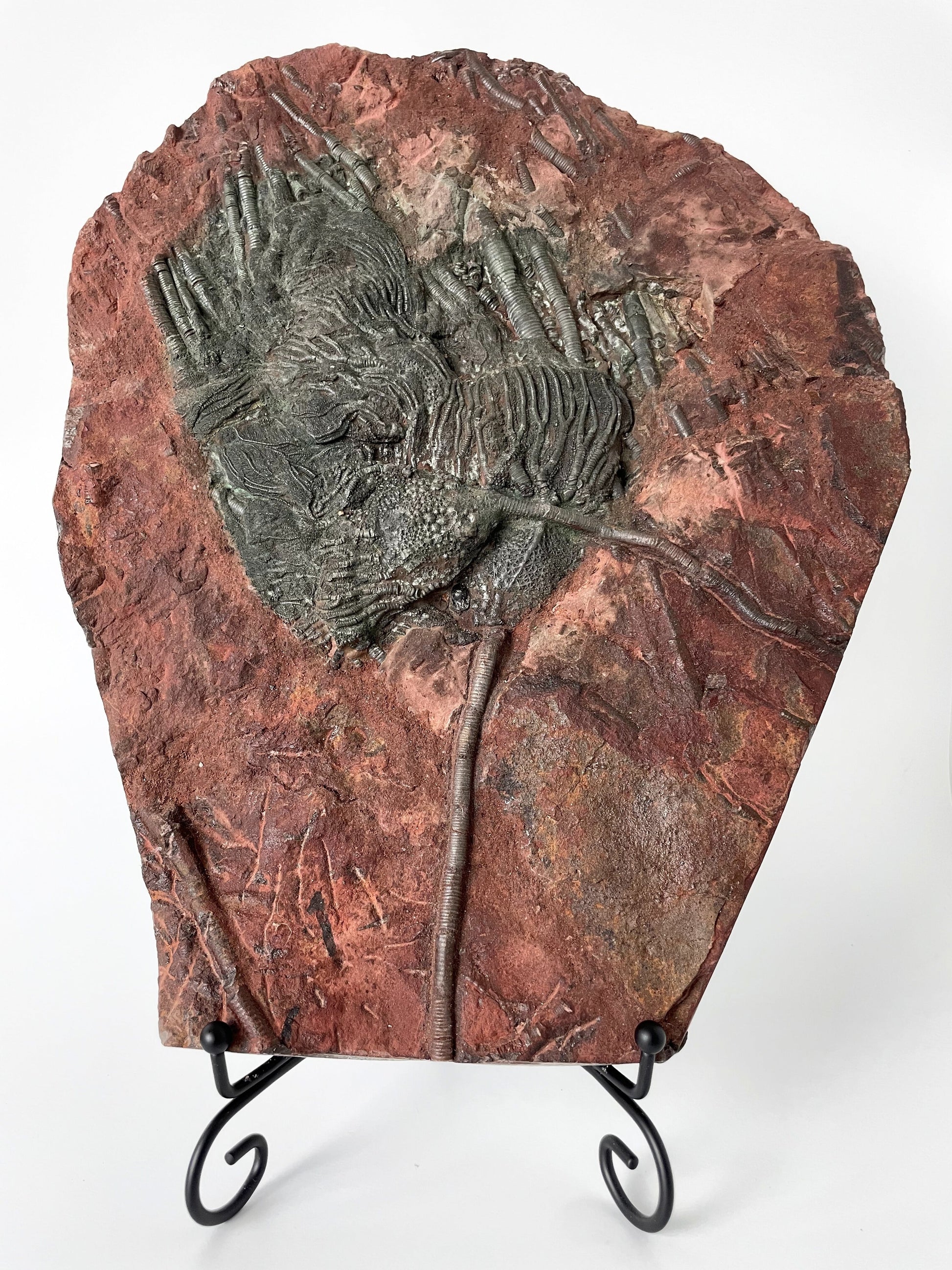 A 11.5-inch tall crinoid fossil resting on a white background.