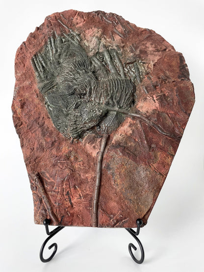 A 11.5-inch tall crinoid fossil resting on a white background.