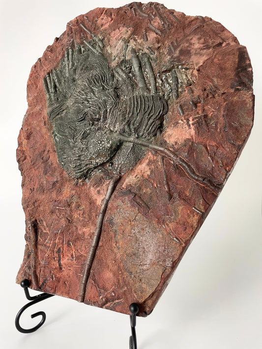 A 11.5-inch tall crinoid fossil resting on a white background.