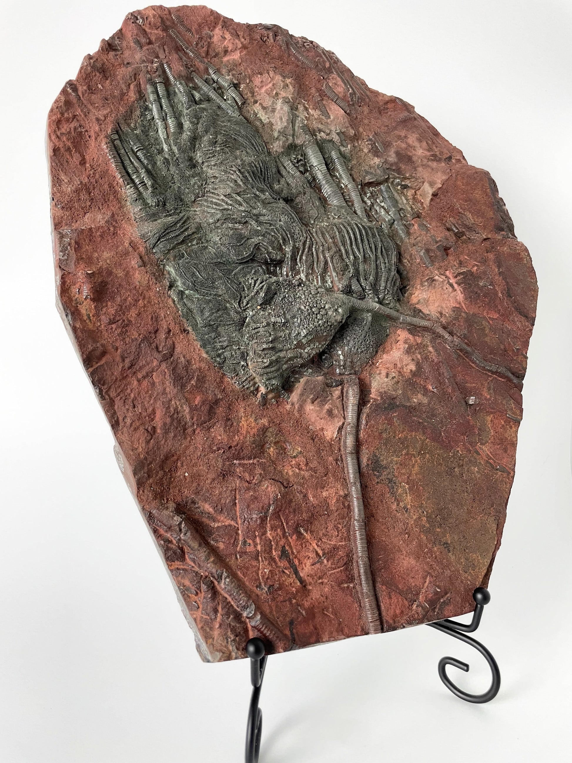 A 11.5-inch tall crinoid fossil resting on a white background.