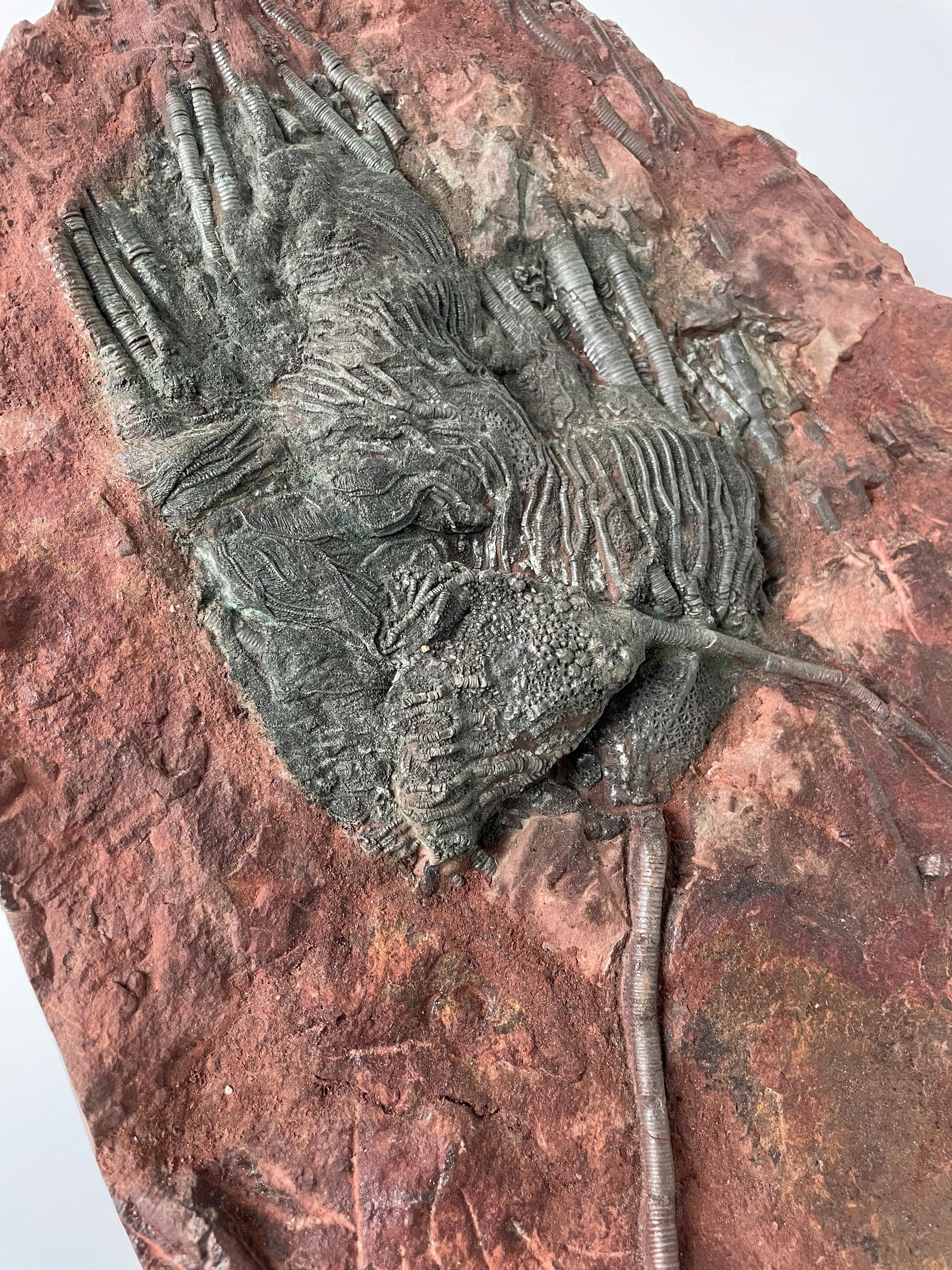 A 11.5-inch tall crinoid fossil resting on a white background.