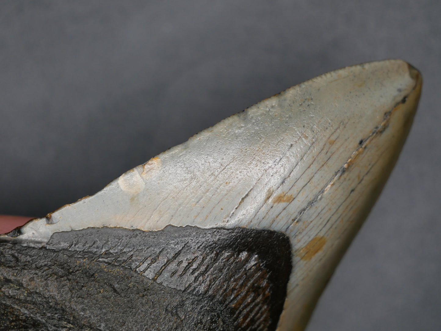 Megalodon Tooth | 3.64 inches This & That Minerals