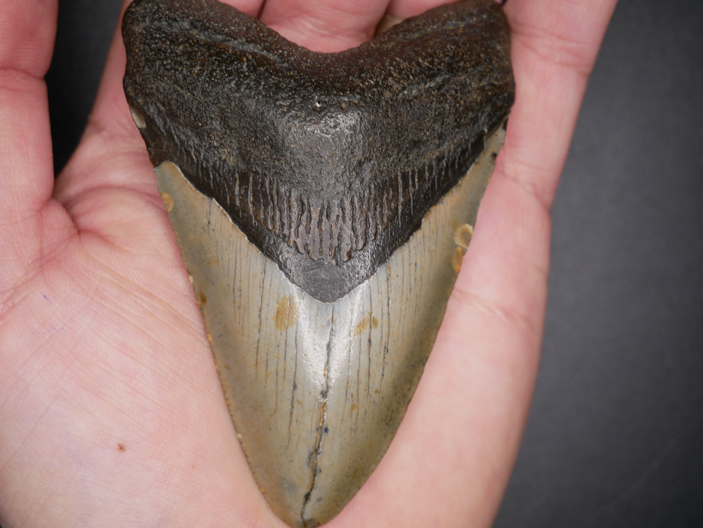 Megalodon Tooth | 3.64 inches This & That Minerals