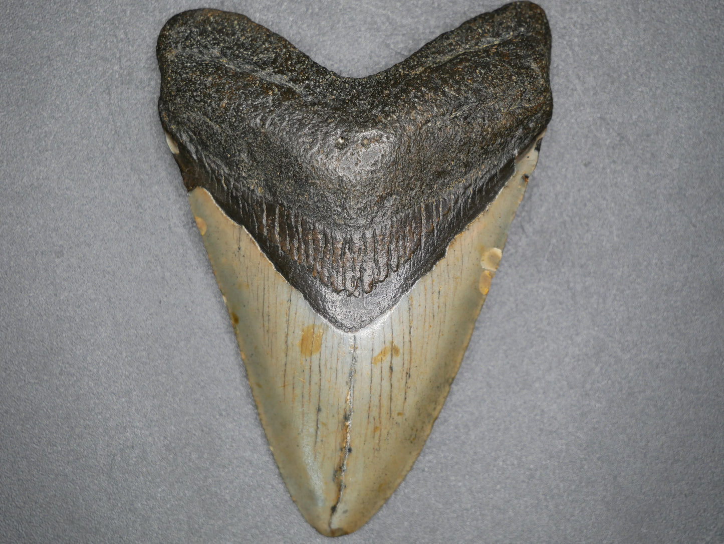 Megalodon Tooth | 3.64 inches This & That Minerals