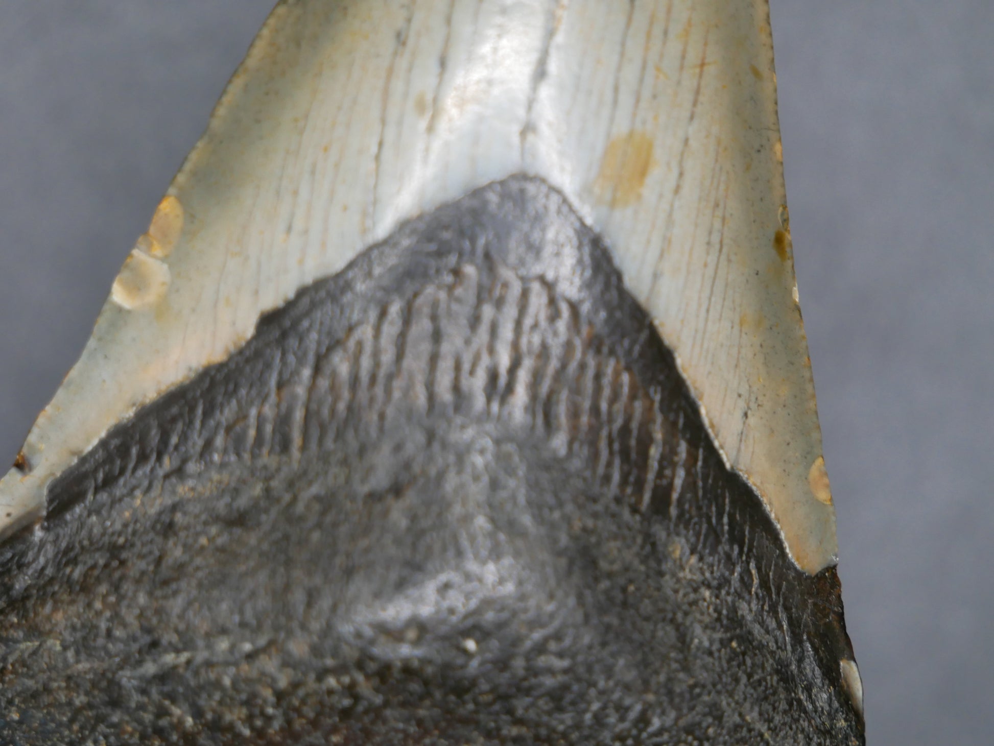 Megalodon Tooth | 3.64 inches This & That Minerals