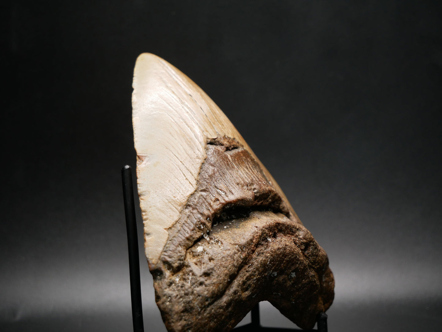 Megalodon Tooth | 4.69 inches This & That Minerals