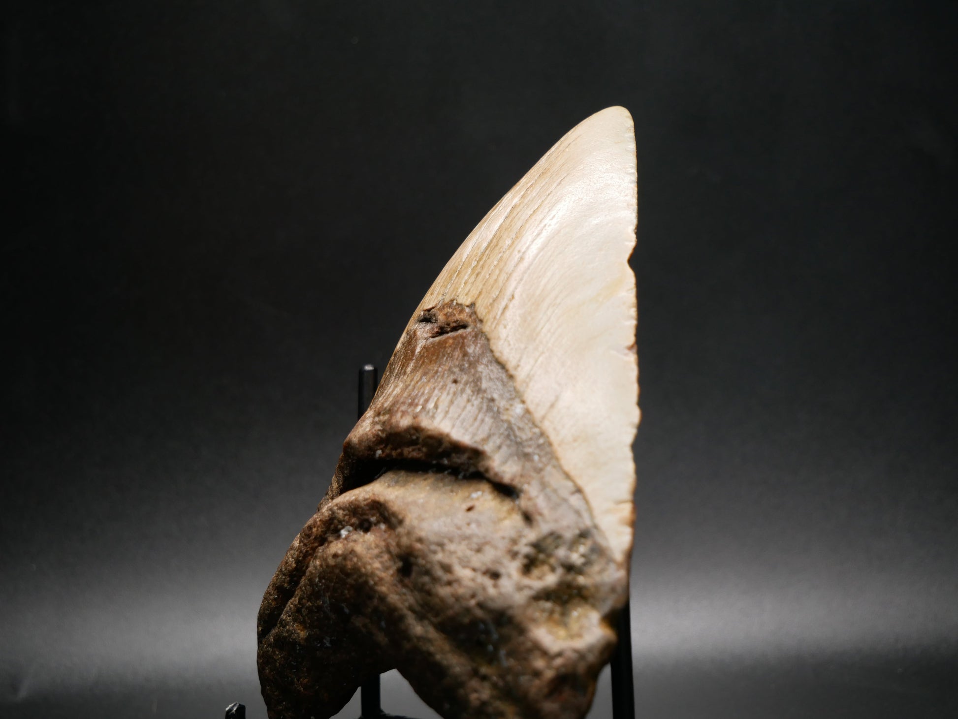 Megalodon Tooth | 4.69 inches This & That Minerals