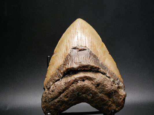 Megalodon Tooth | 4.69 inches This & That Minerals