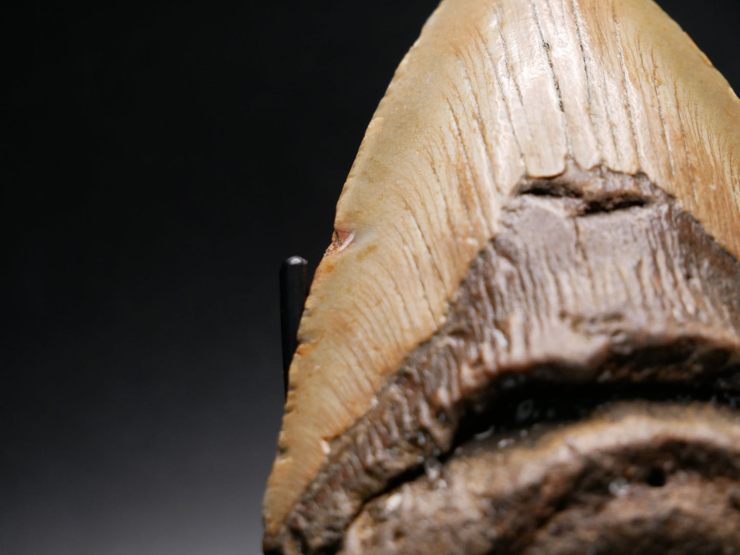 Megalodon Tooth | 4.69 inches This & That Minerals