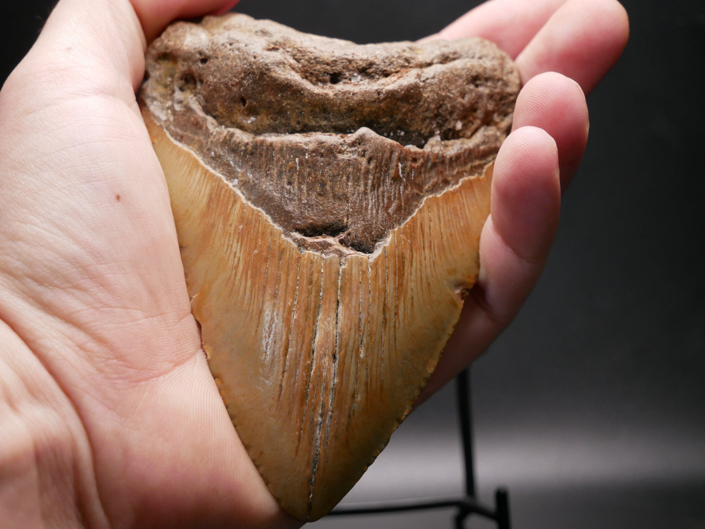 Megalodon Tooth | 4.69 inches This & That Minerals